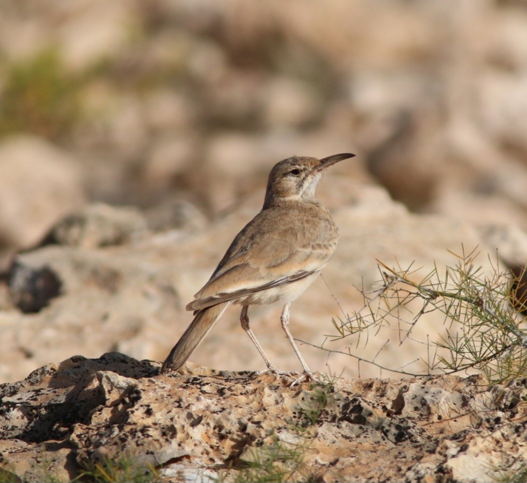 skřivan dudkovitý - ML644957925