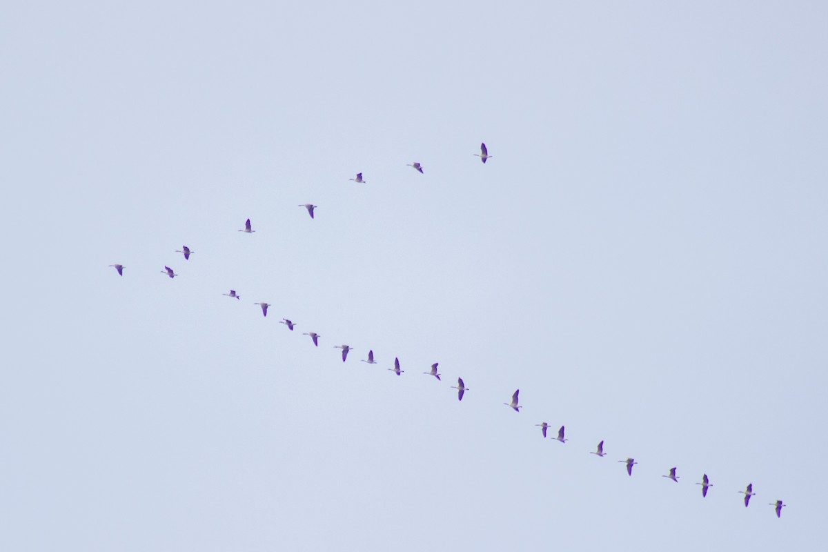 Canada Goose - ML644957944