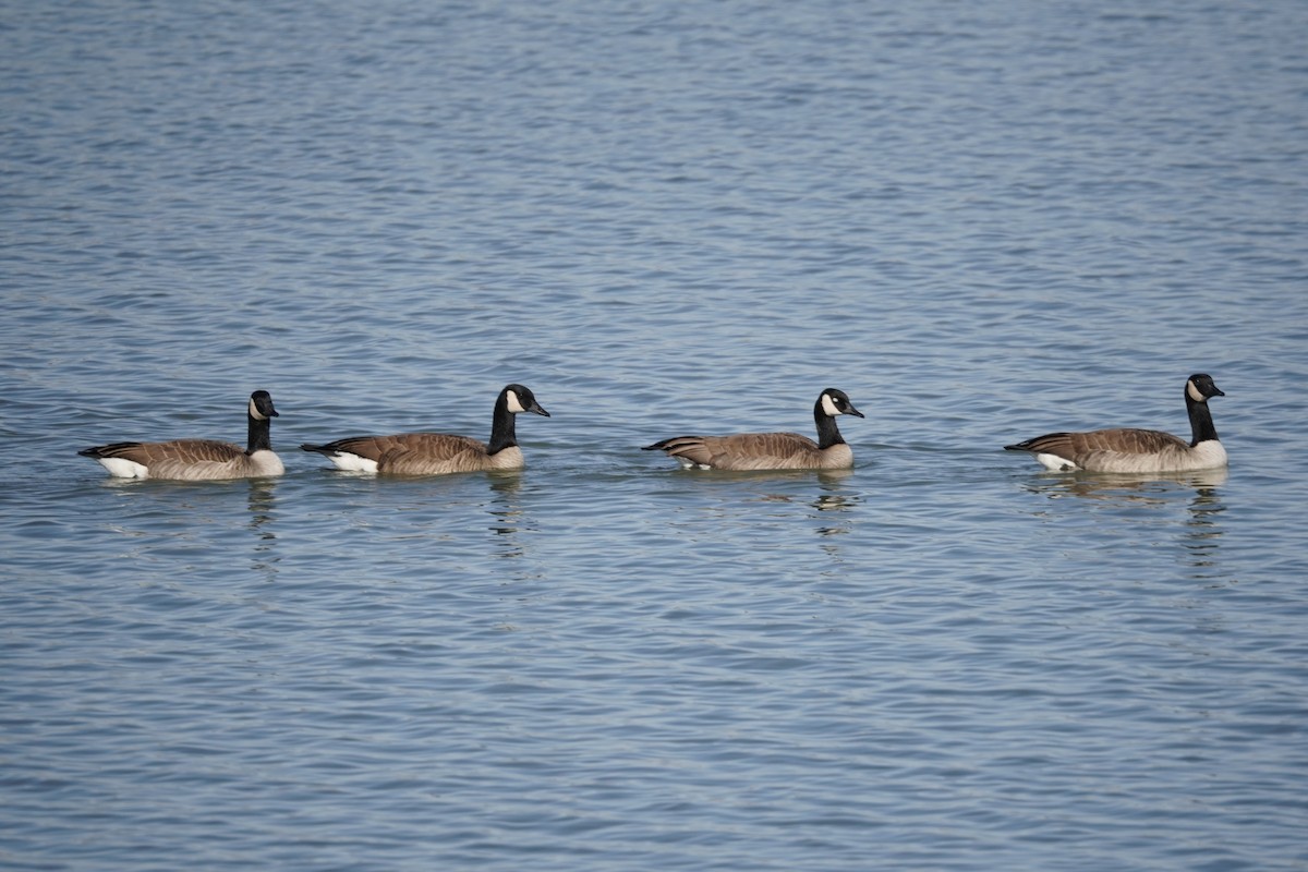 Canada Goose - ML644957948