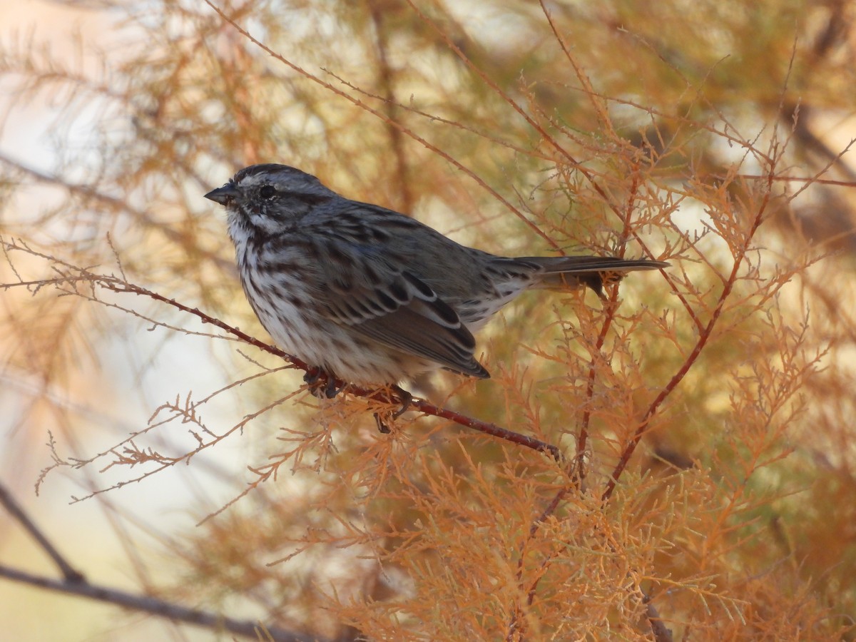 Chingolo Cantor - ML644957951