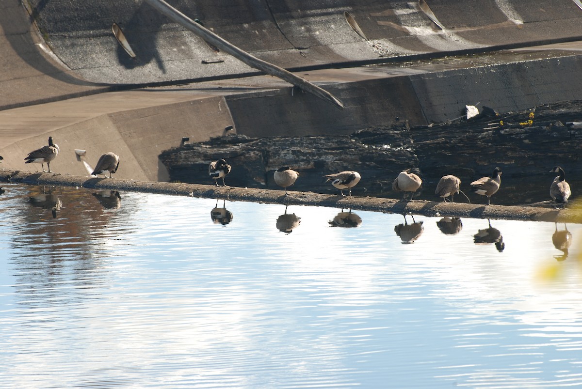 Canada Goose - ML644957966