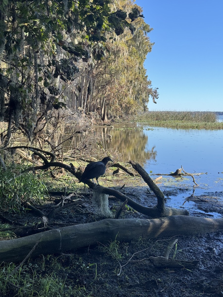 Чёрная катарта - ML644957967