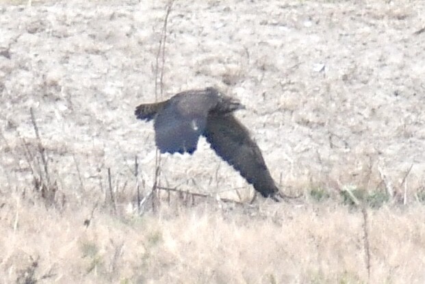 Свенсонов канюк - ML644957987