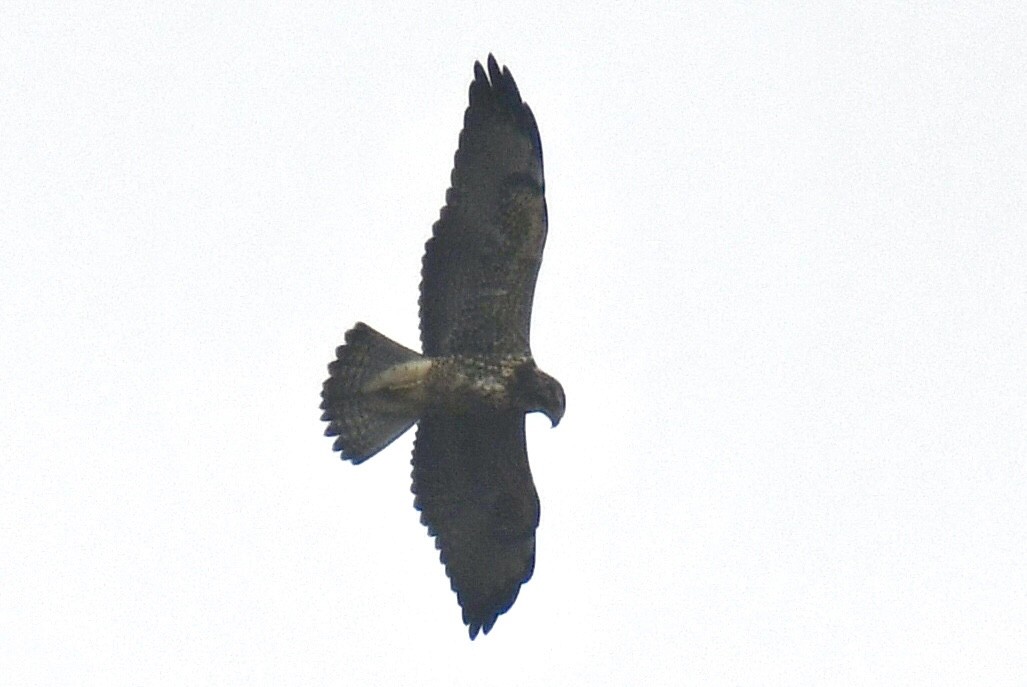 Свенсонов канюк - ML644957988