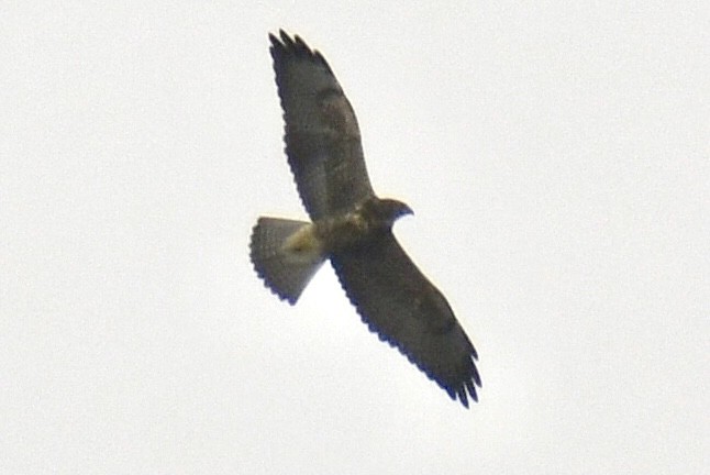 Свенсонов канюк - ML644957990