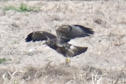 Свенсонов канюк - ML644957991