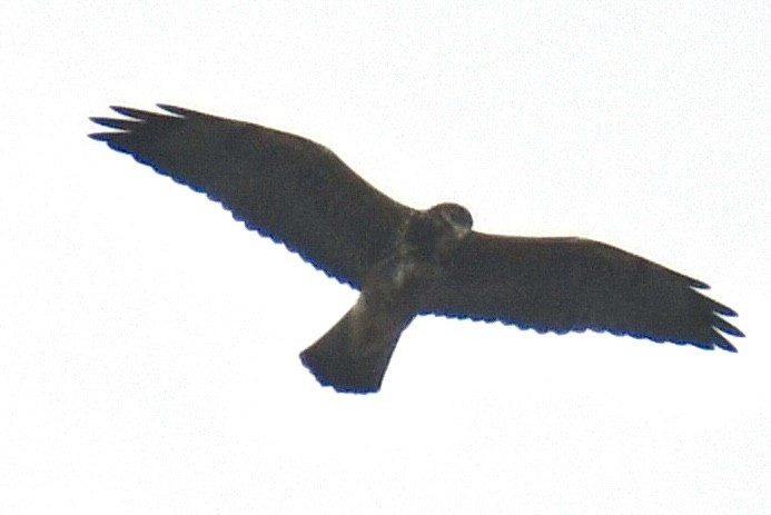 Свенсонов канюк - ML644957992