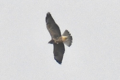 Свенсонов канюк - ML644957993