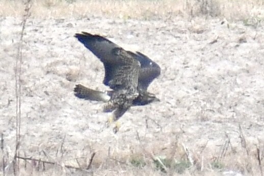 Свенсонов канюк - ML644957994