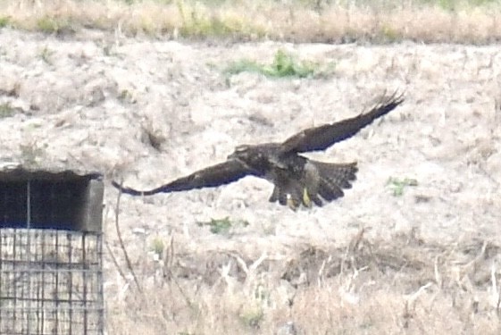 Свенсонов канюк - ML644957995