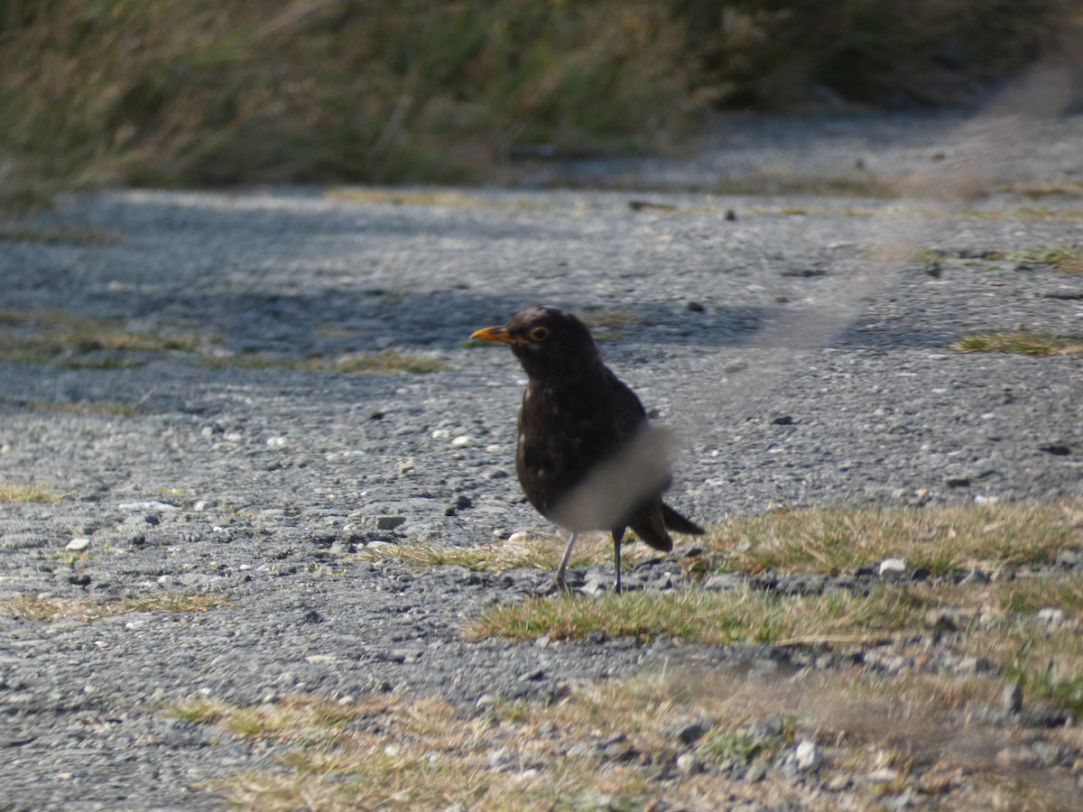 Mirlo Común - ML644957996