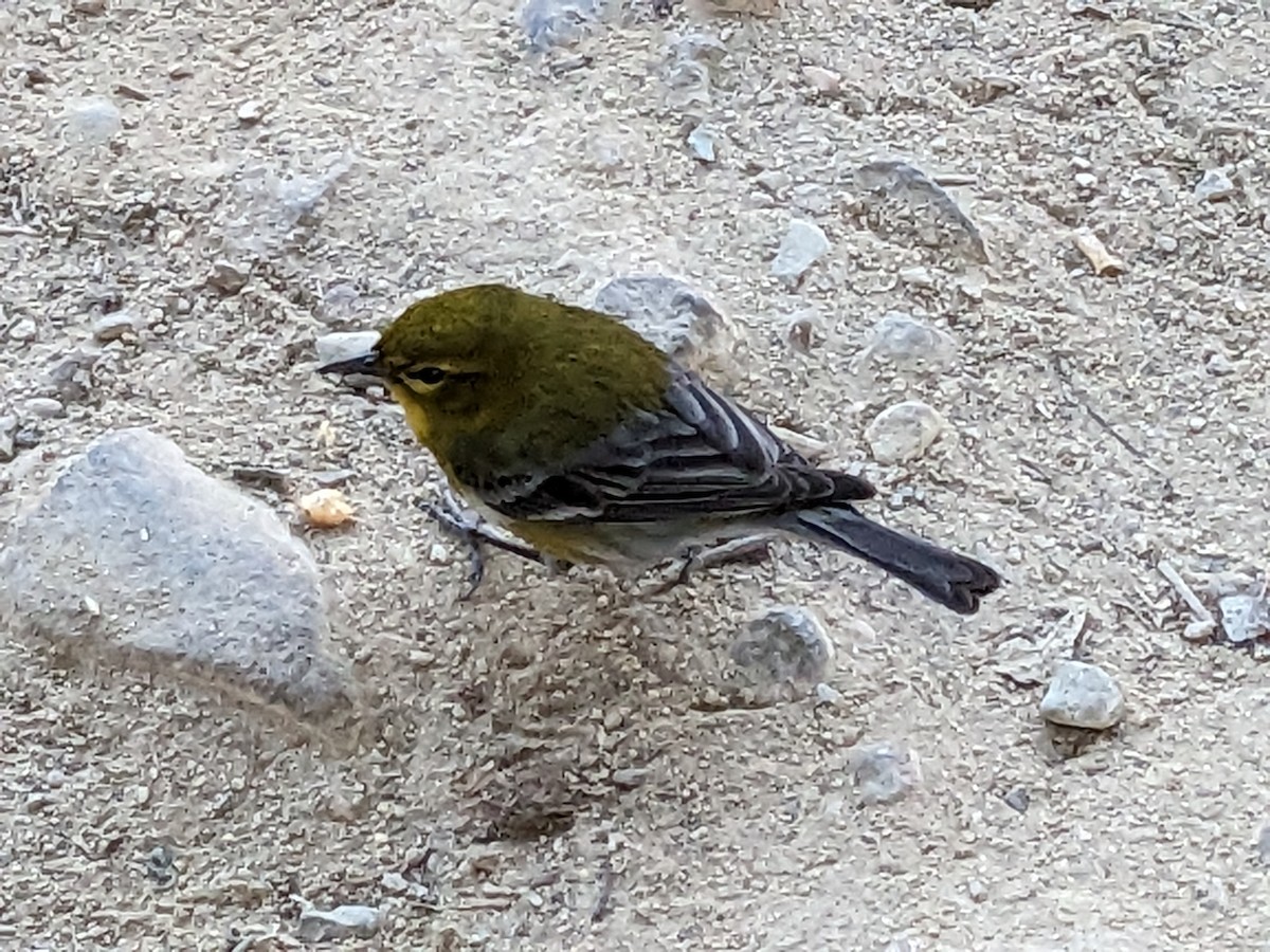Pine Warbler - ML644958000