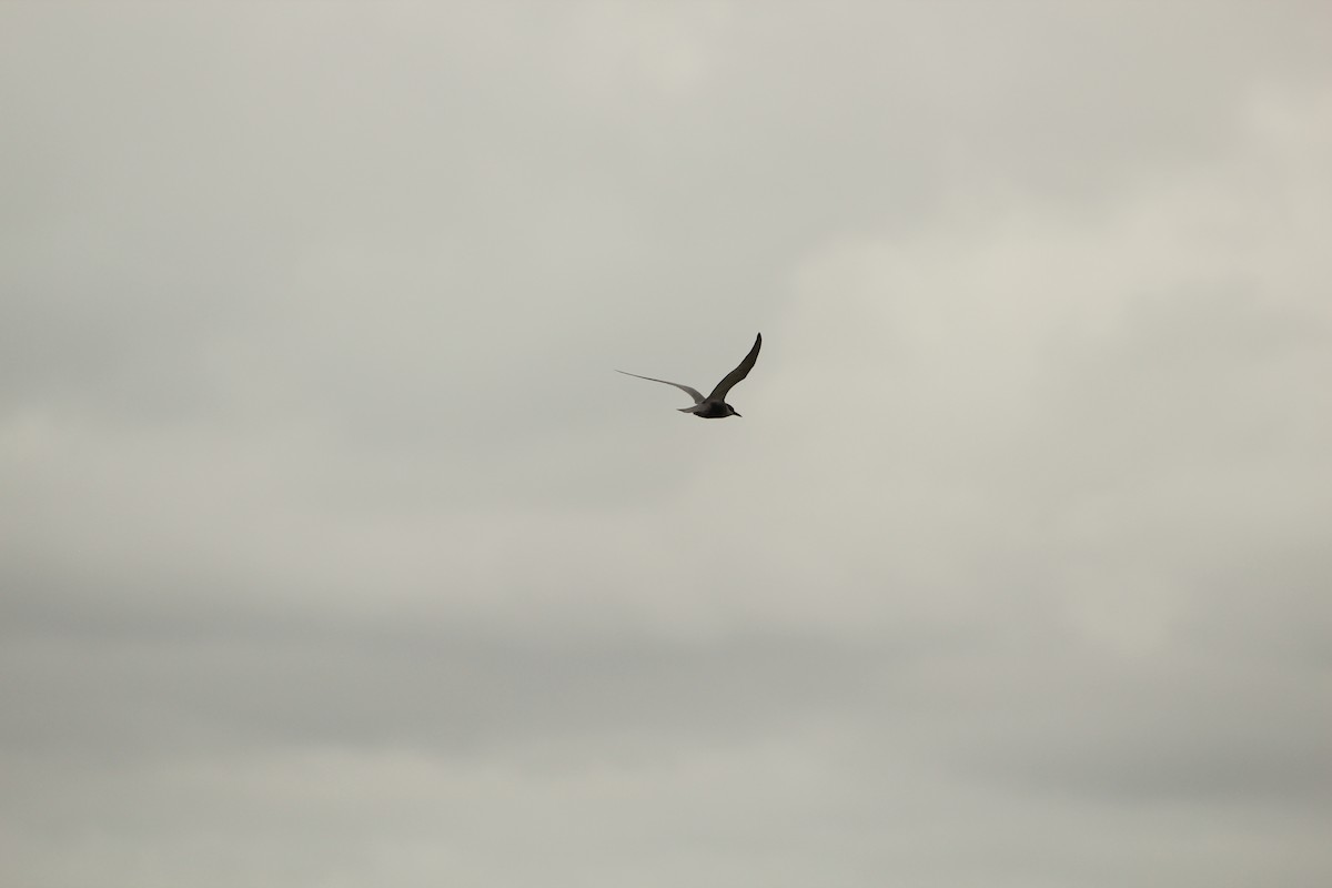 Fumarel Cariblanco - ML644958003