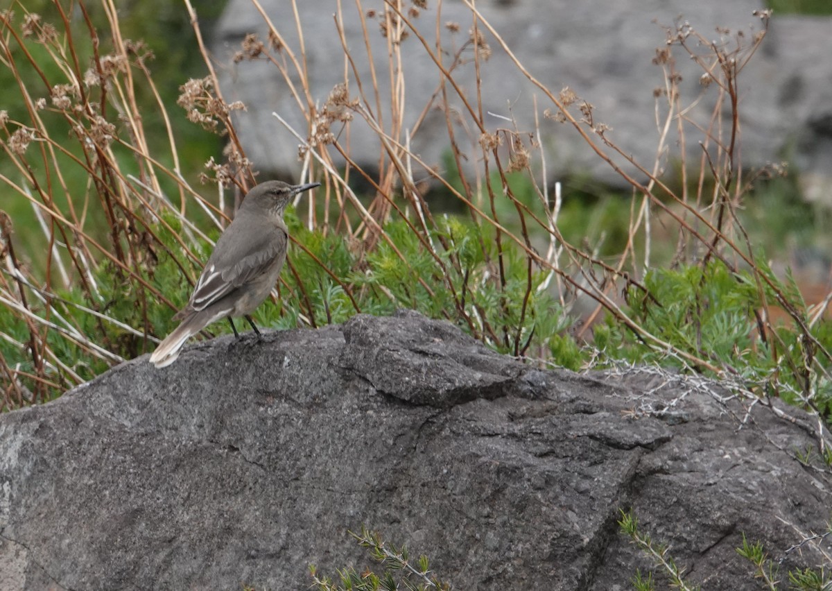 Black-billed Shrike-Tyrant - ML644958004