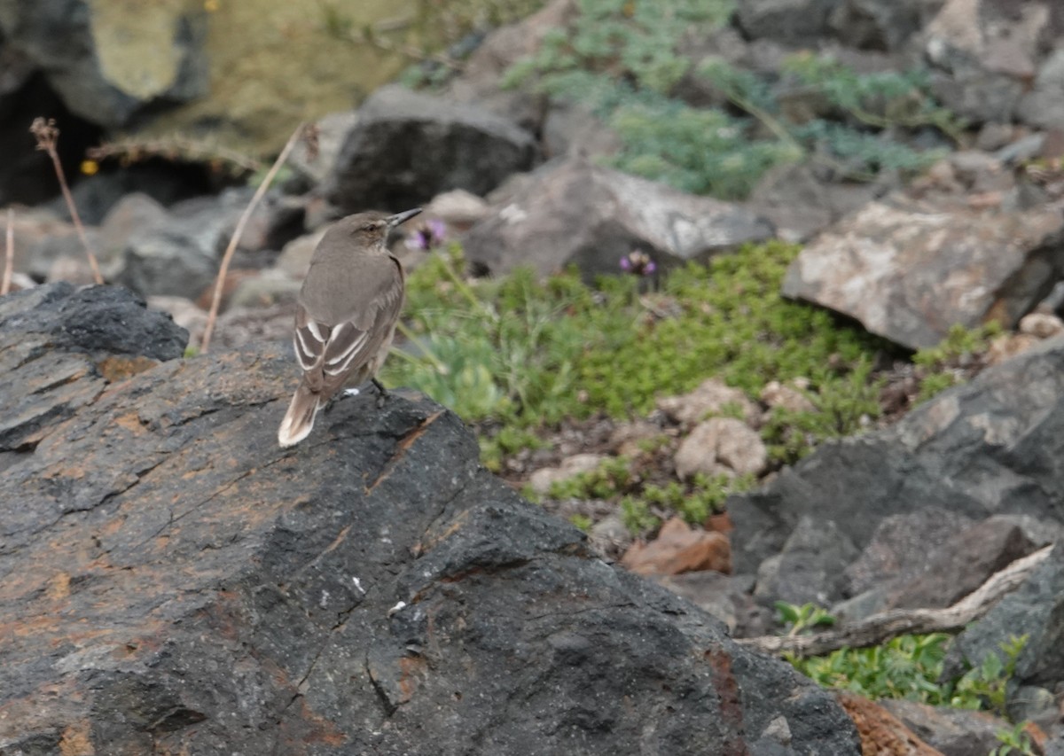 Black-billed Shrike-Tyrant - ML644958005