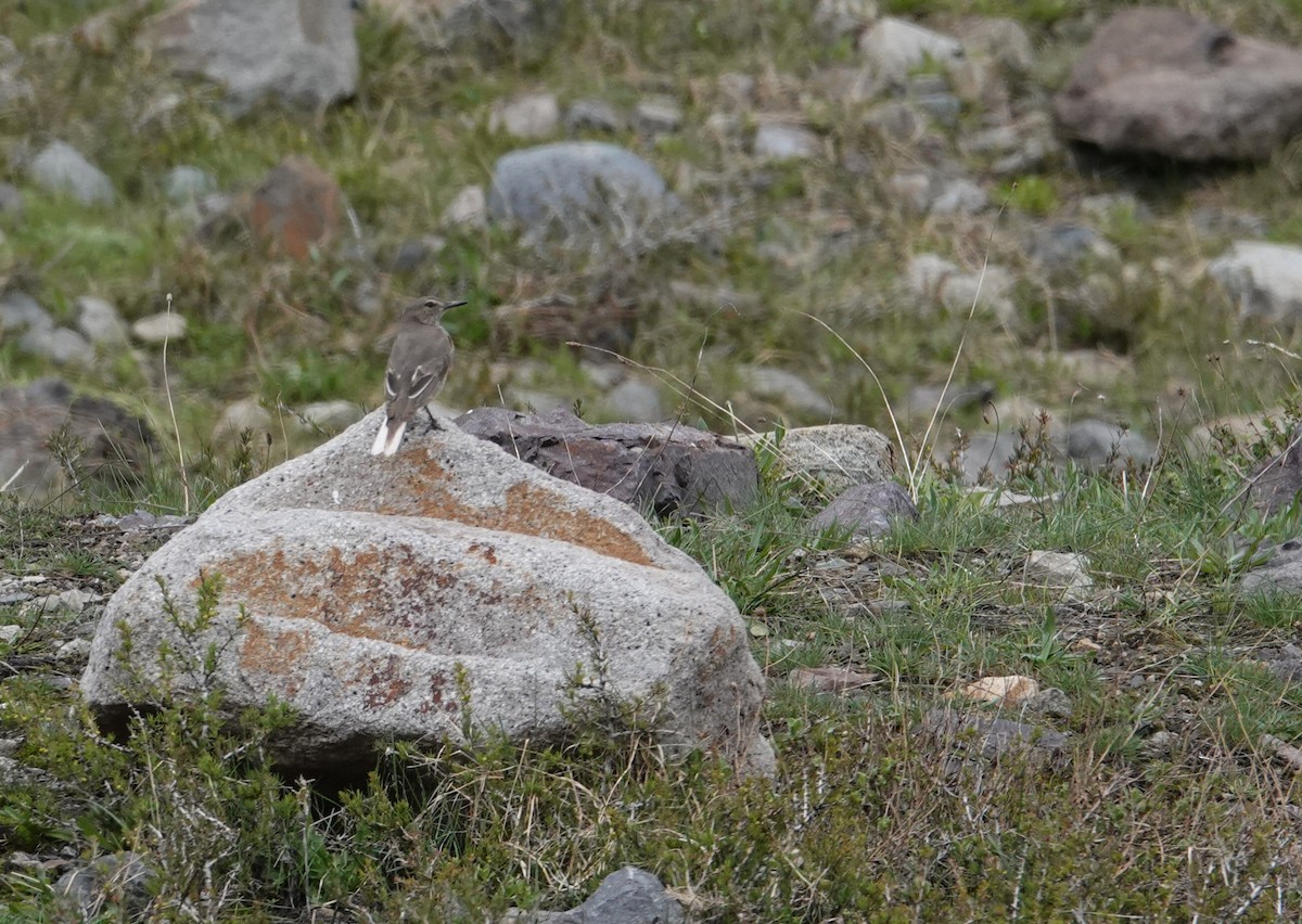 Black-billed Shrike-Tyrant - ML644958006
