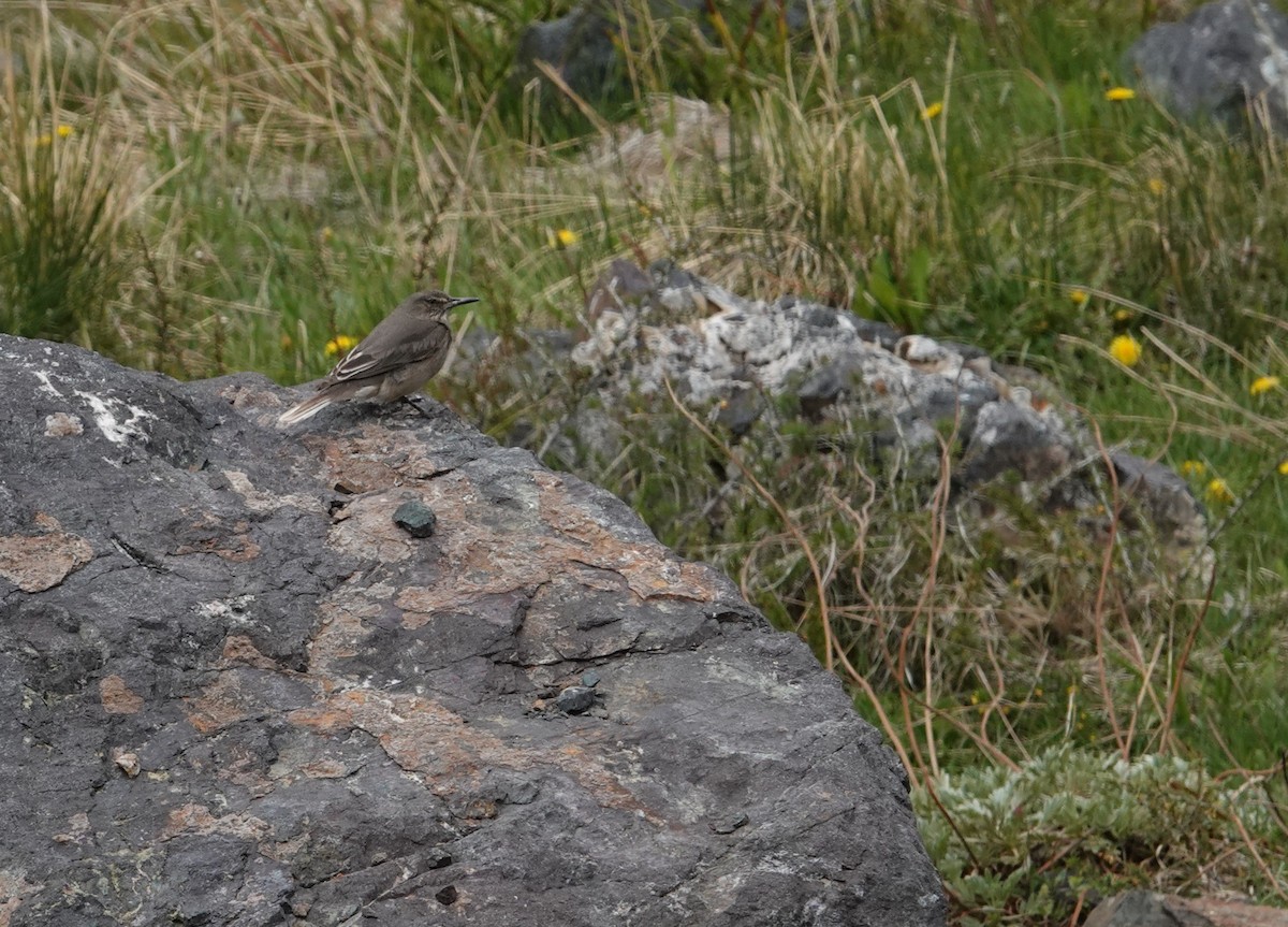 Black-billed Shrike-Tyrant - ML644958007