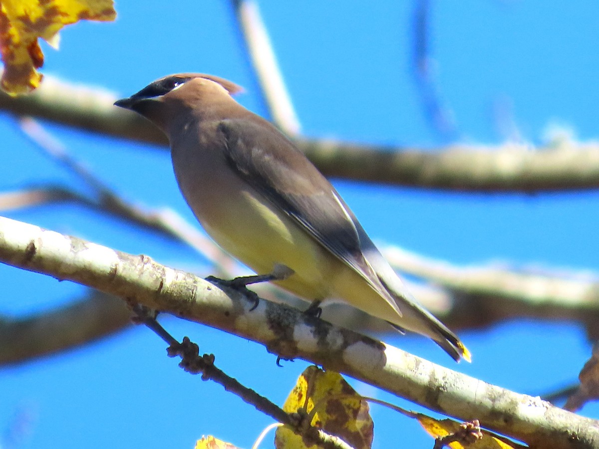 Cedar Waxwing - ML644958008