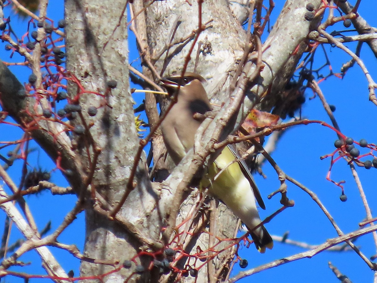 Cedar Waxwing - ML644958009