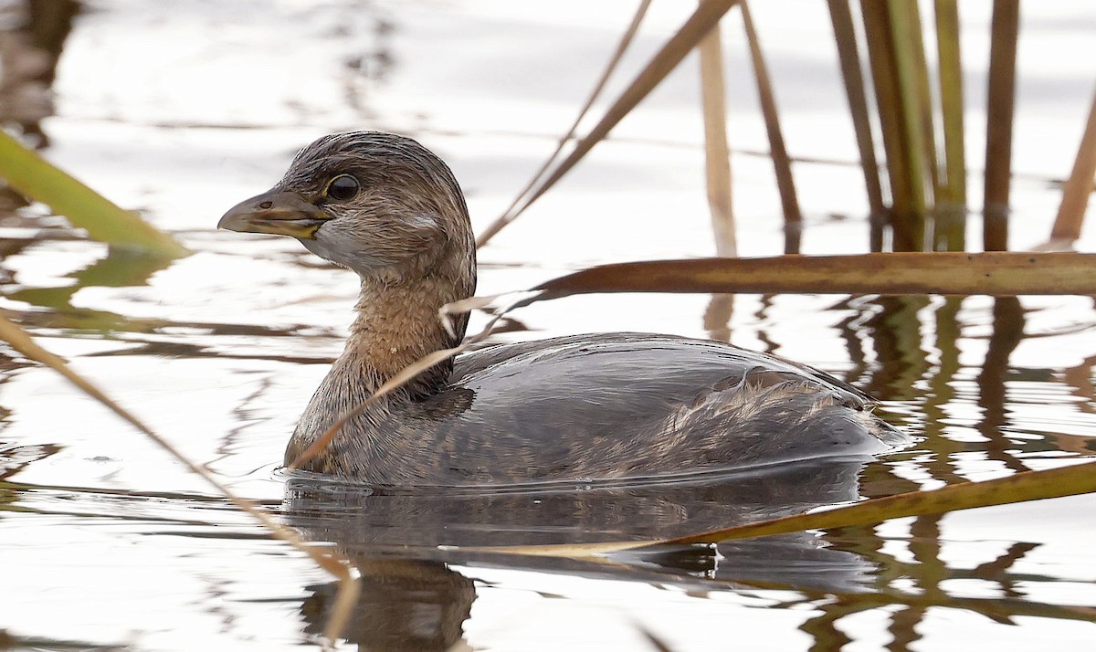 Zampullín Picogrueso - ML644958015