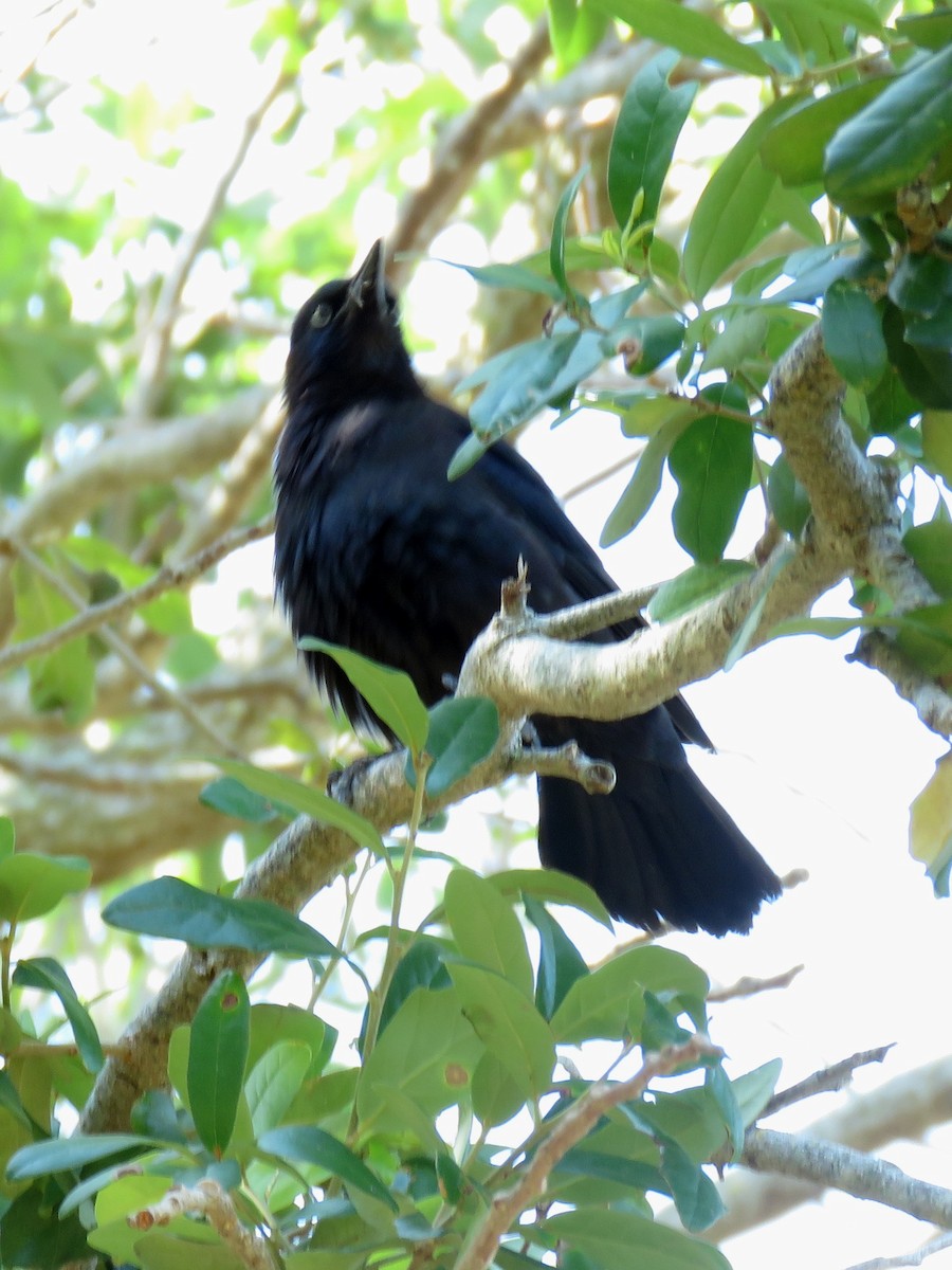 Zanate Común - ML644958016