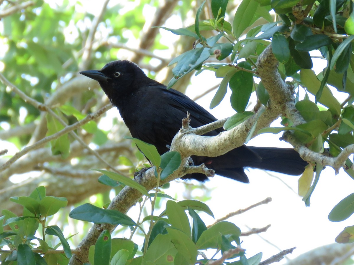 Zanate Común - ML644958017