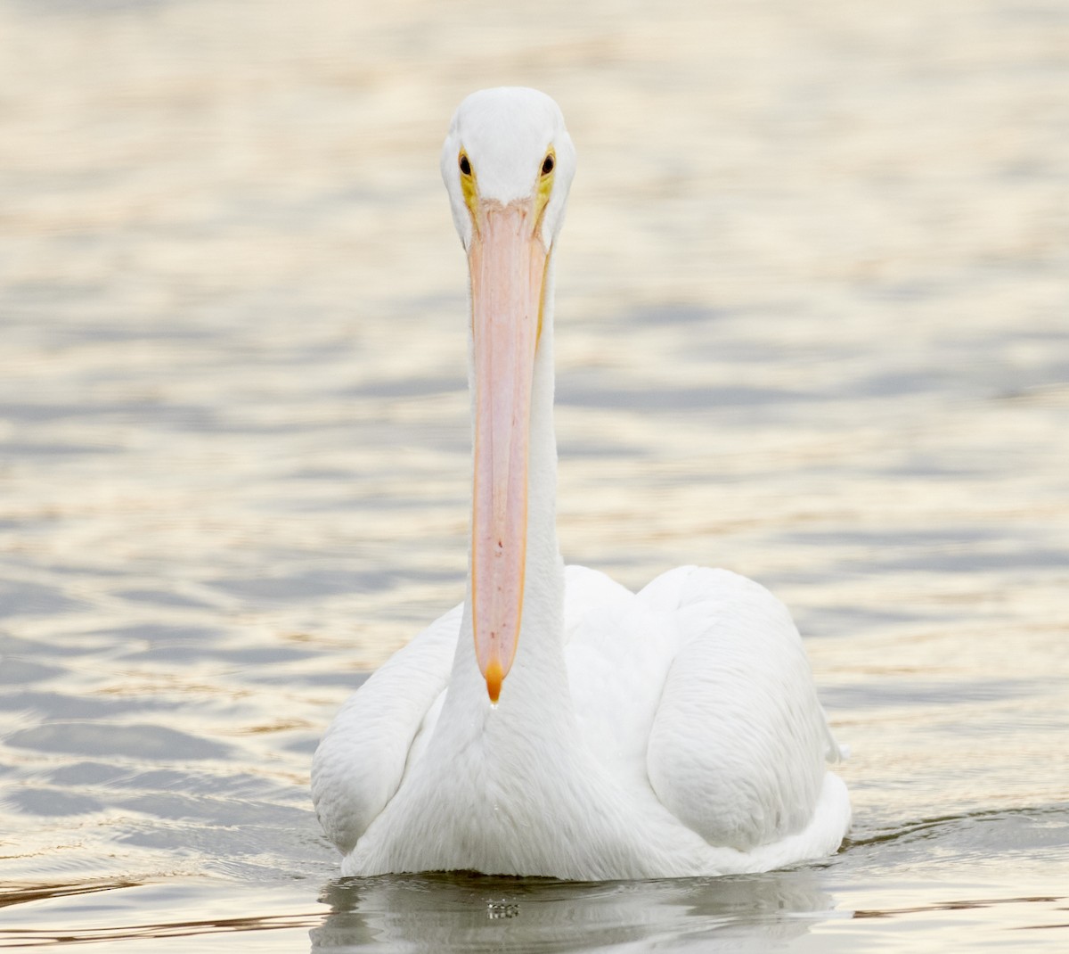 Pelícano Norteamericano - ML644958018