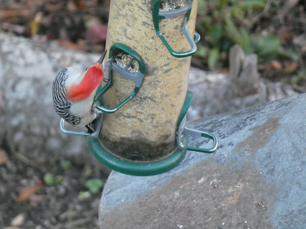 Carpintero de Carolina - ML644958019