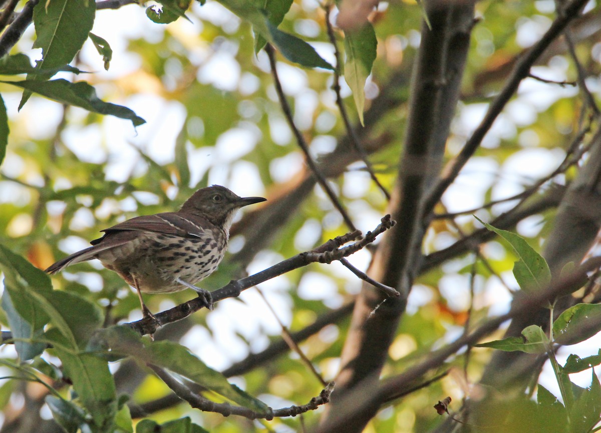 Cuitlacoche Rojizo - ML644958020