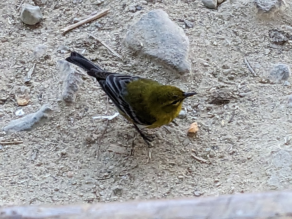 Reinita del Pinar - ML644958021