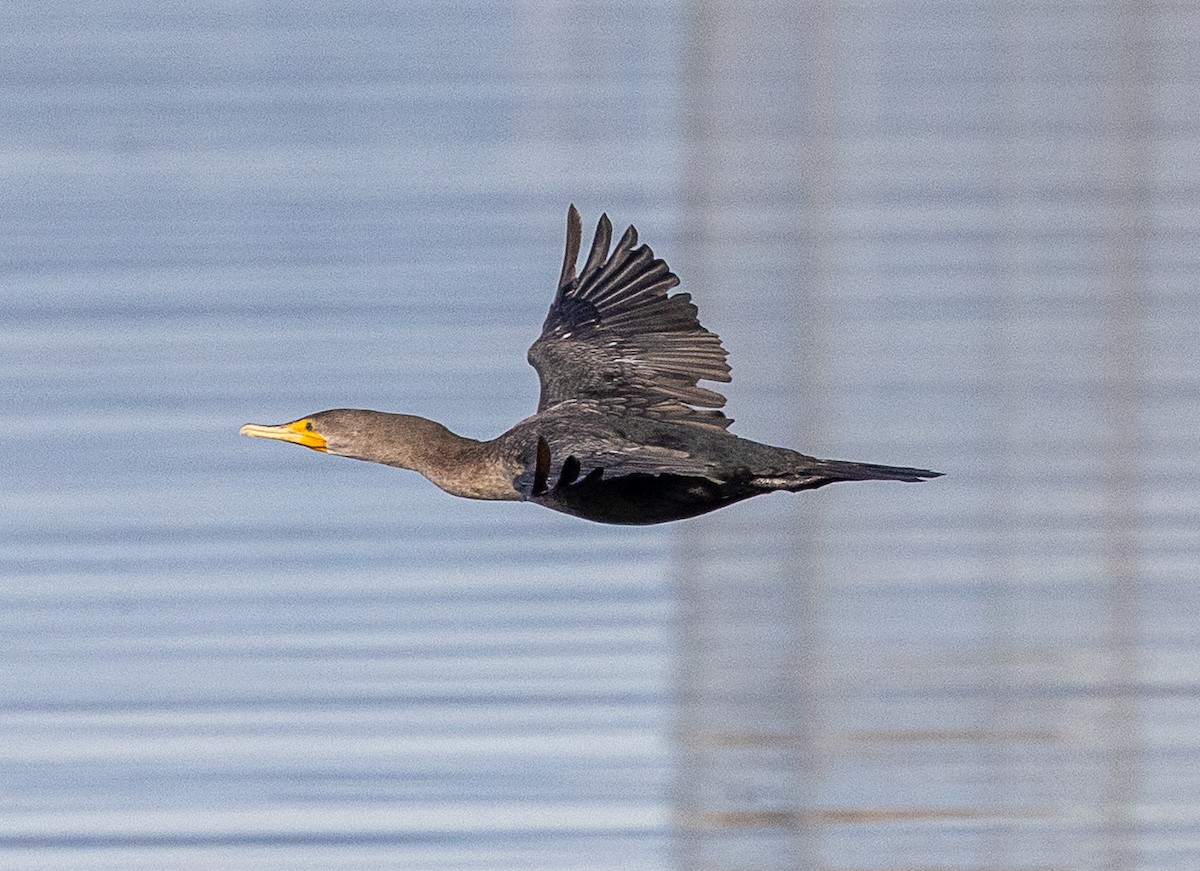 Cormorán Orejudo - ML644958022