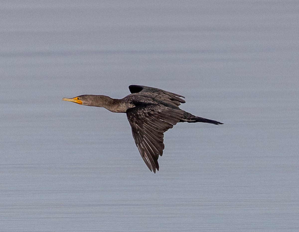 Cormorán Orejudo - ML644958023