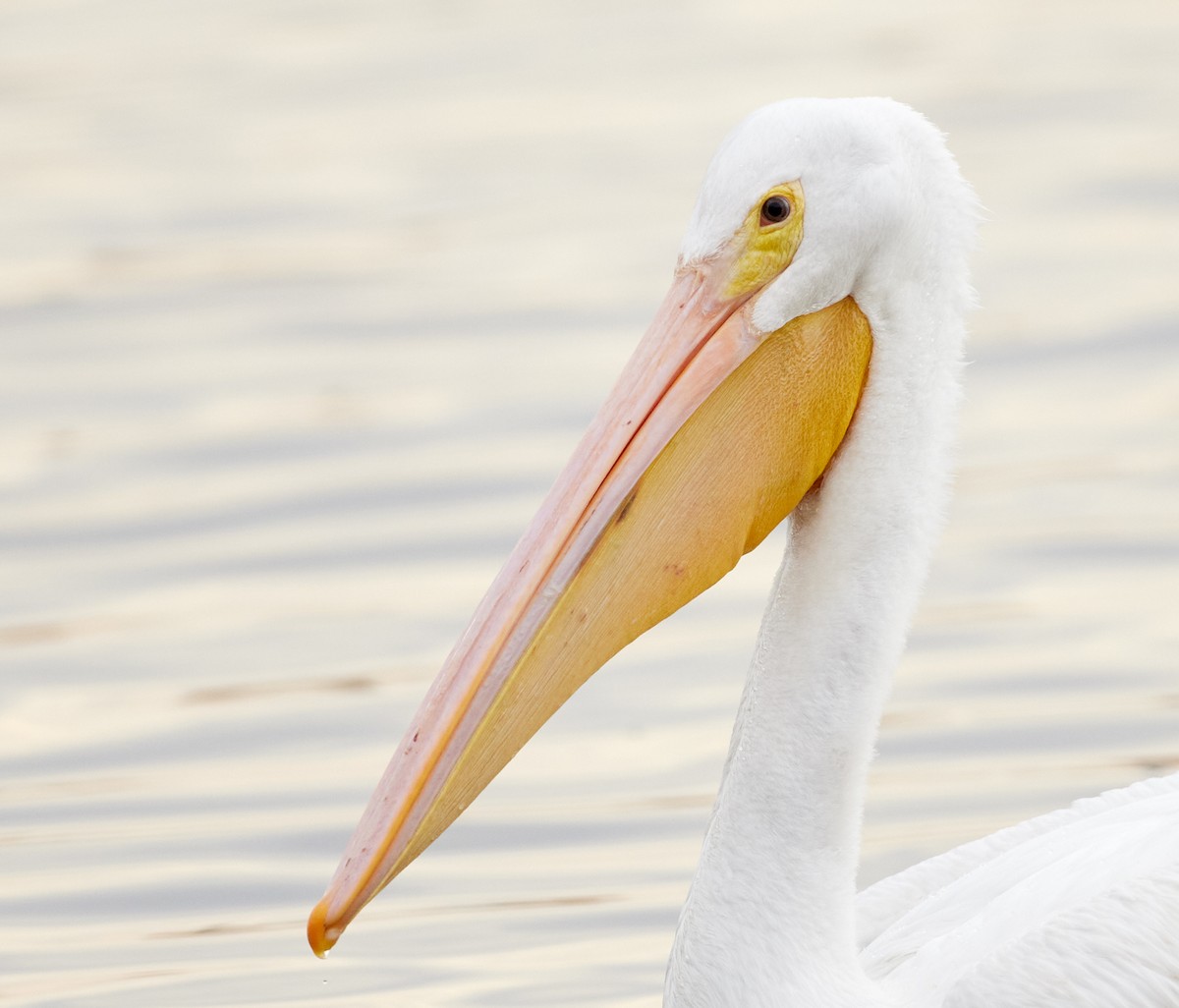 Pelícano Norteamericano - ML644958024