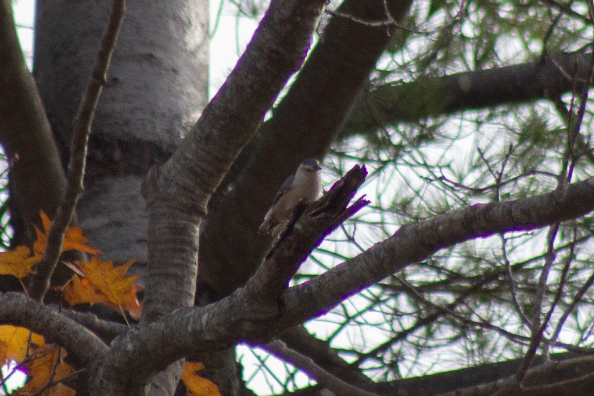 Trepador Pechiblanco - ML644958025