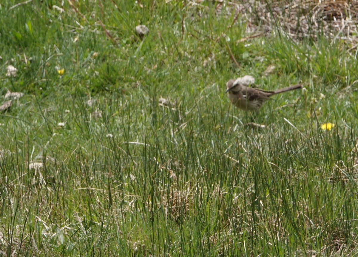 Sinsonte Tenca - ML644958027