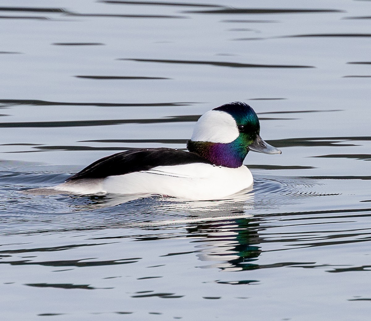 Porrón Albeola - ML644958030