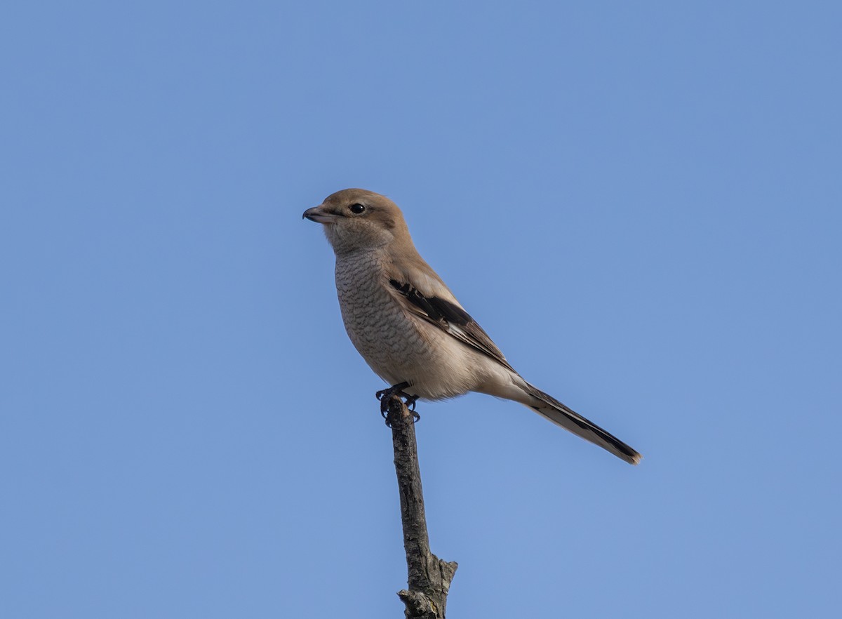 Alcaudón Boreal - ML644958032
