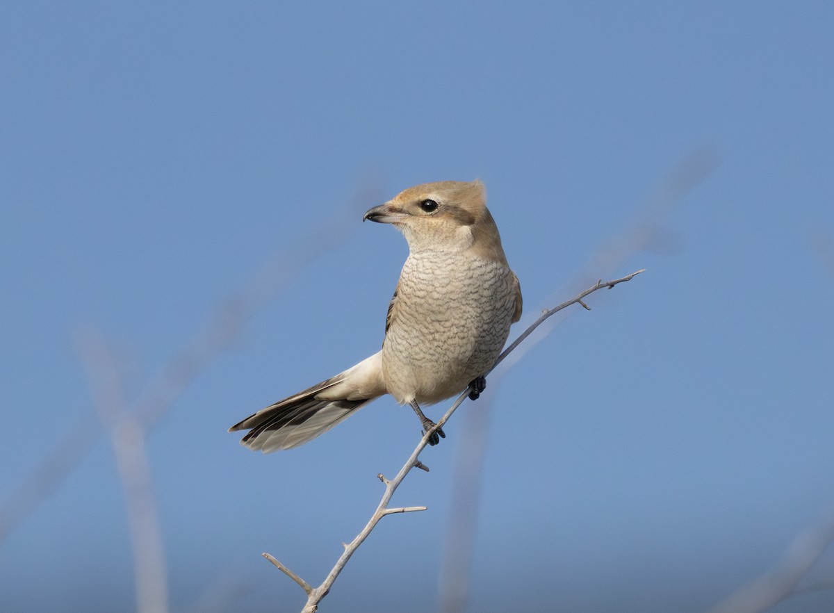 Alcaudón Boreal - ML644958033