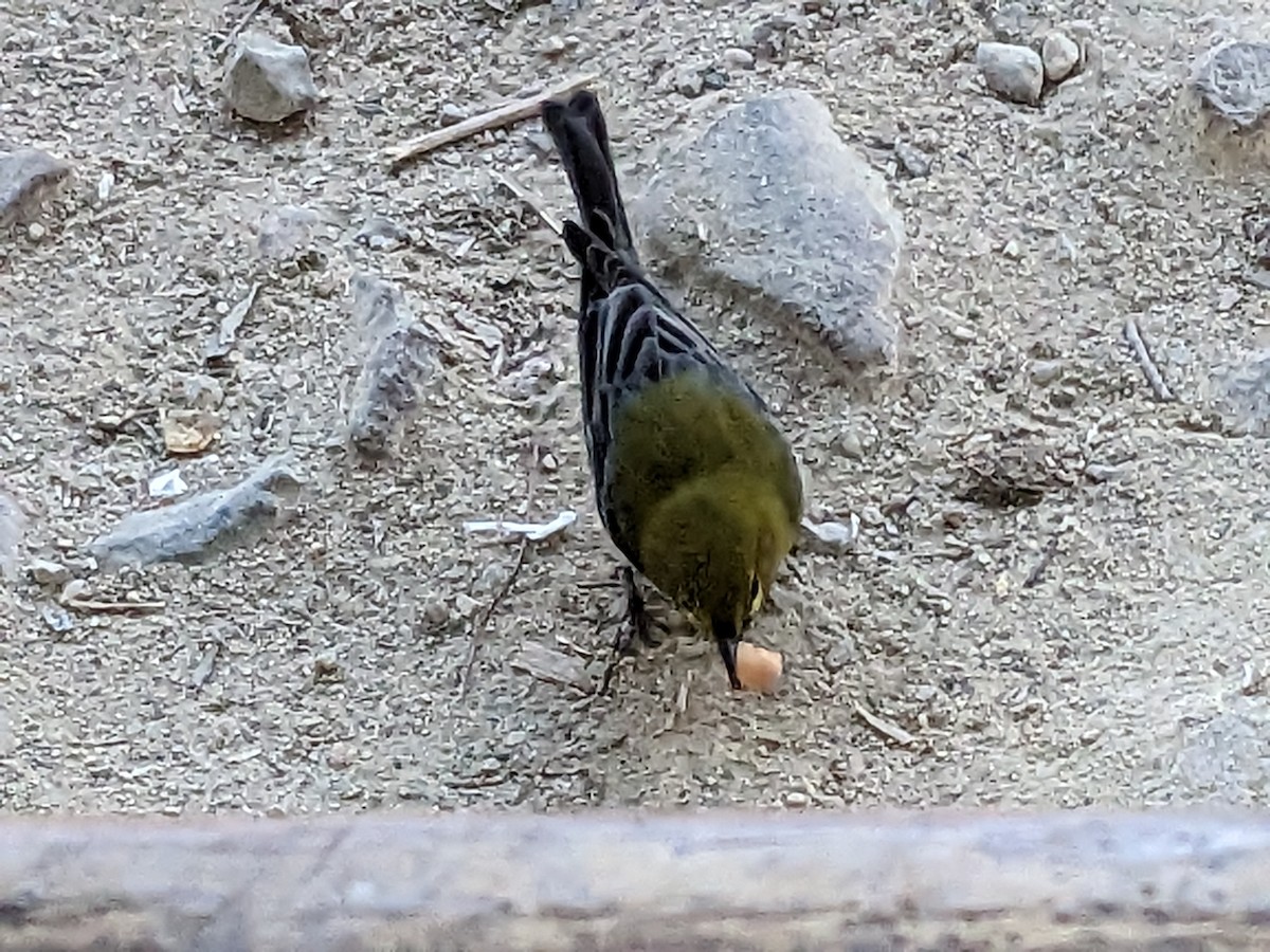 Reinita del Pinar - ML644958035