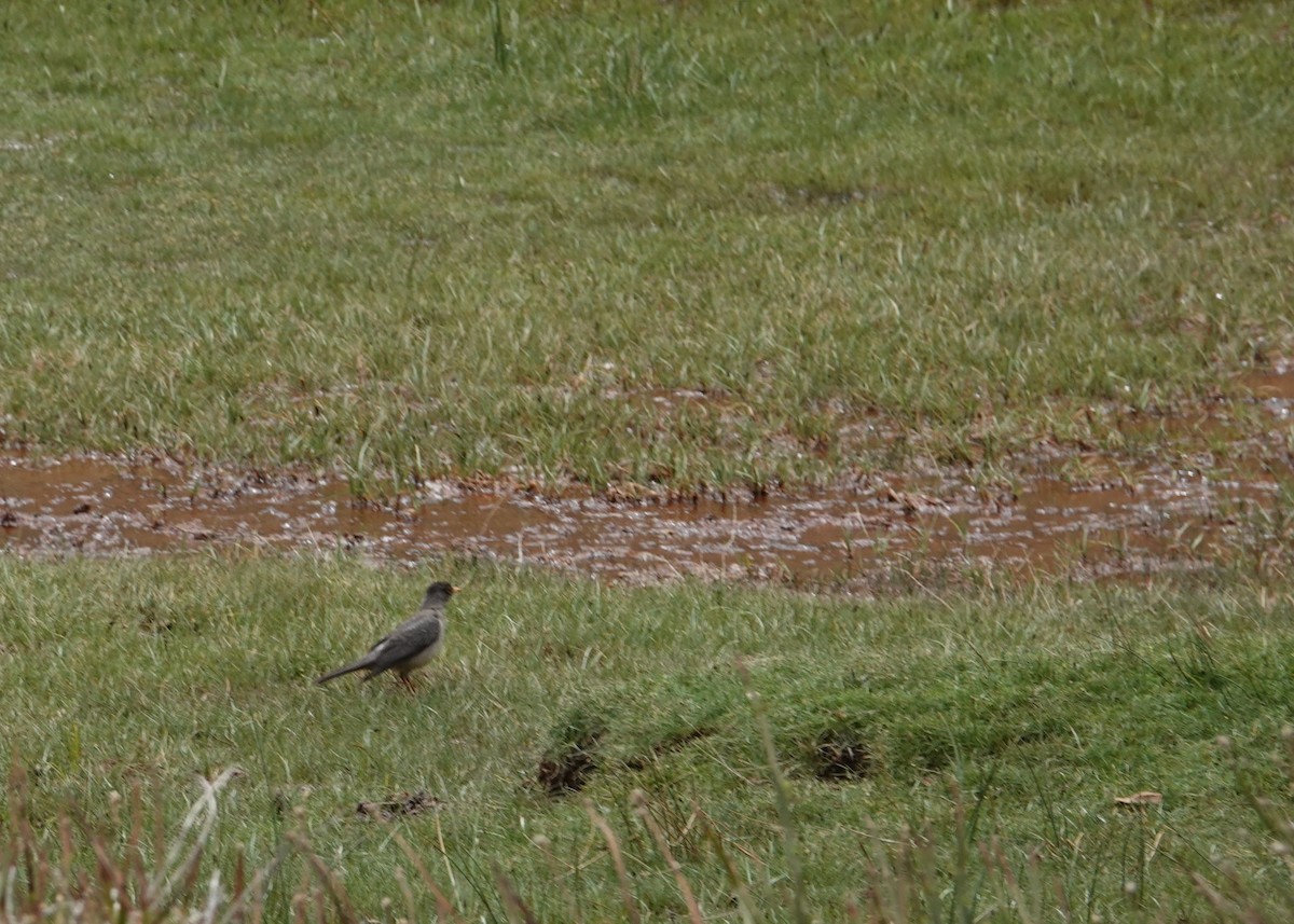Zorzal Patagón - ML644958036