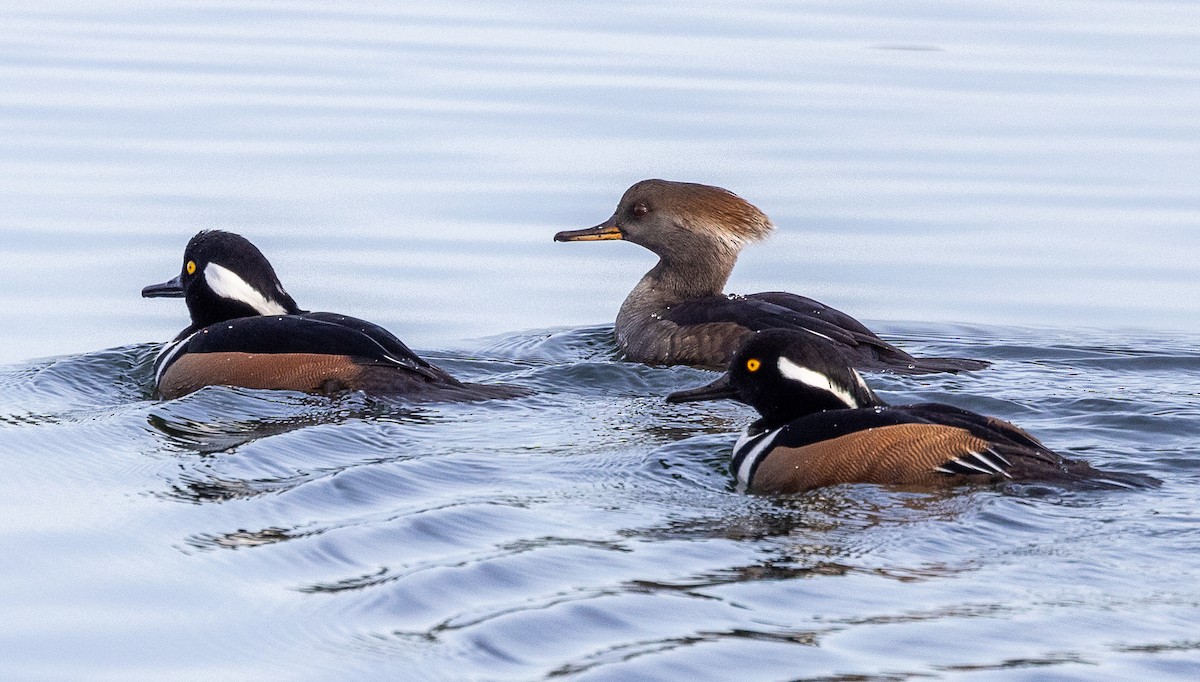 Serreta Capuchona - ML644958037