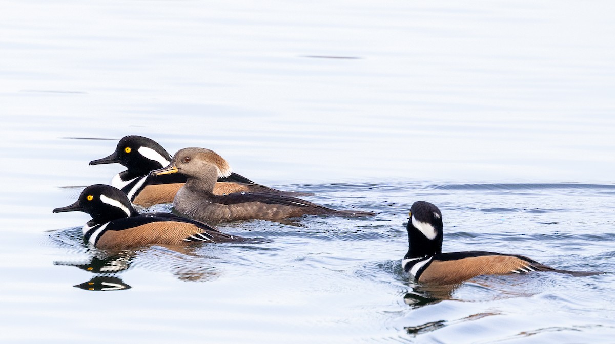 Serreta Capuchona - ML644958038