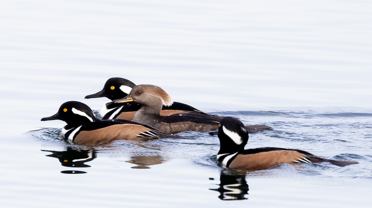 Serreta Capuchona - ML644958039