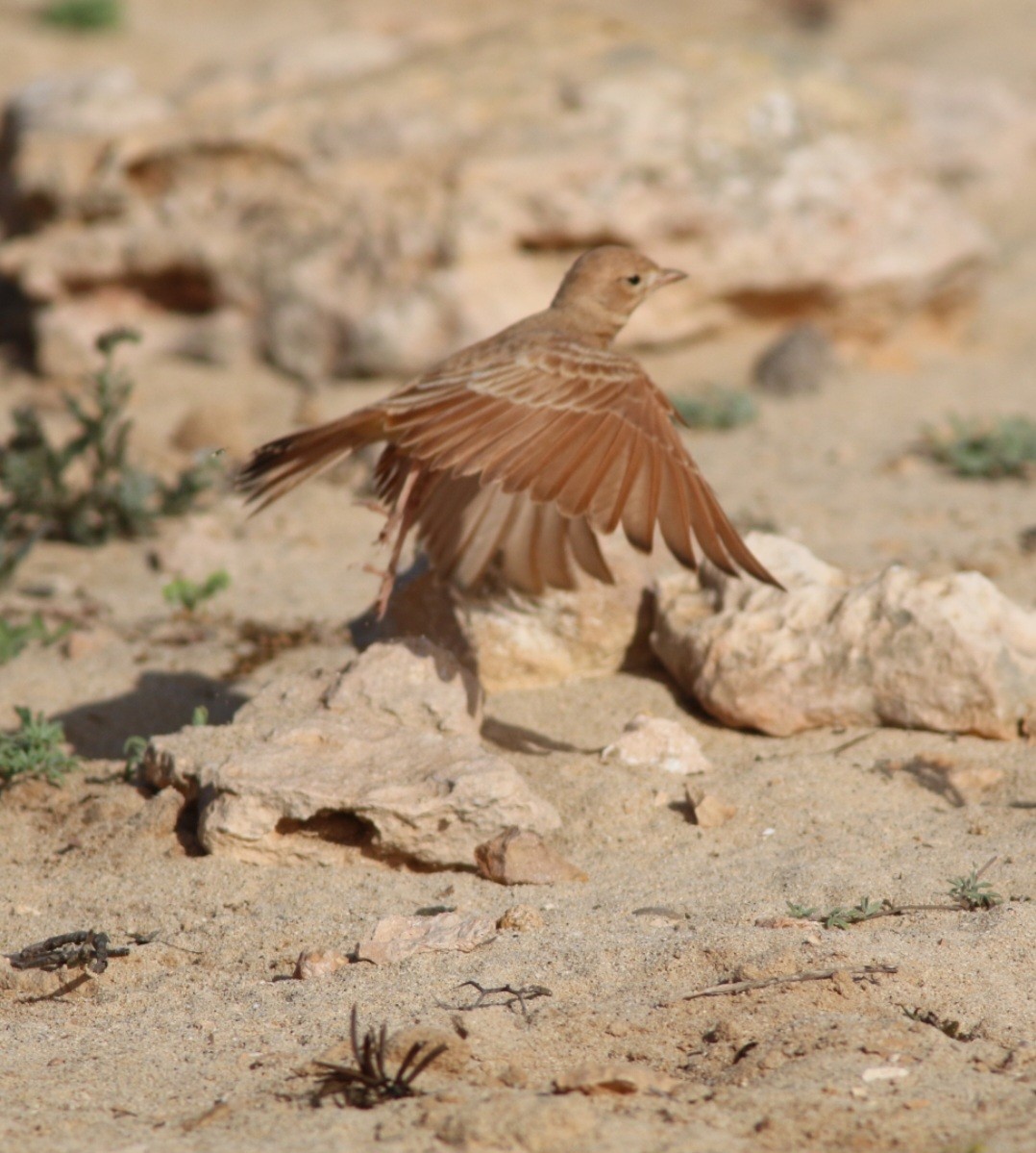 Terrera Colinegra - ML644958040