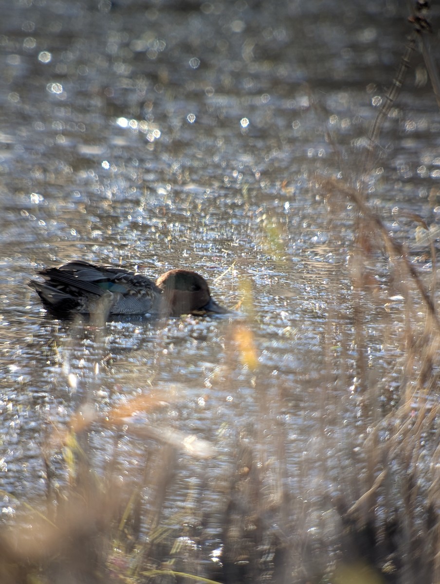 Cerceta Aliazul - ML644958041