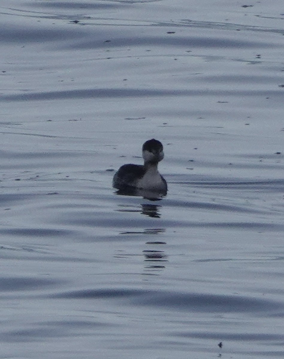 Zampullín Cuellirrojo - ML644958042