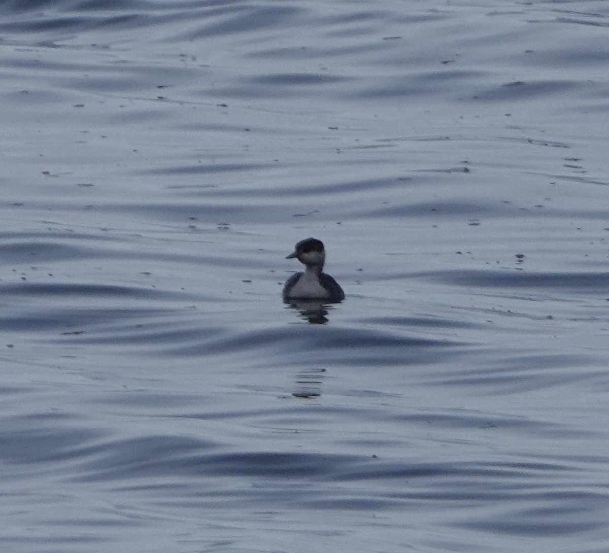 Zampullín Cuellirrojo - ML644958043