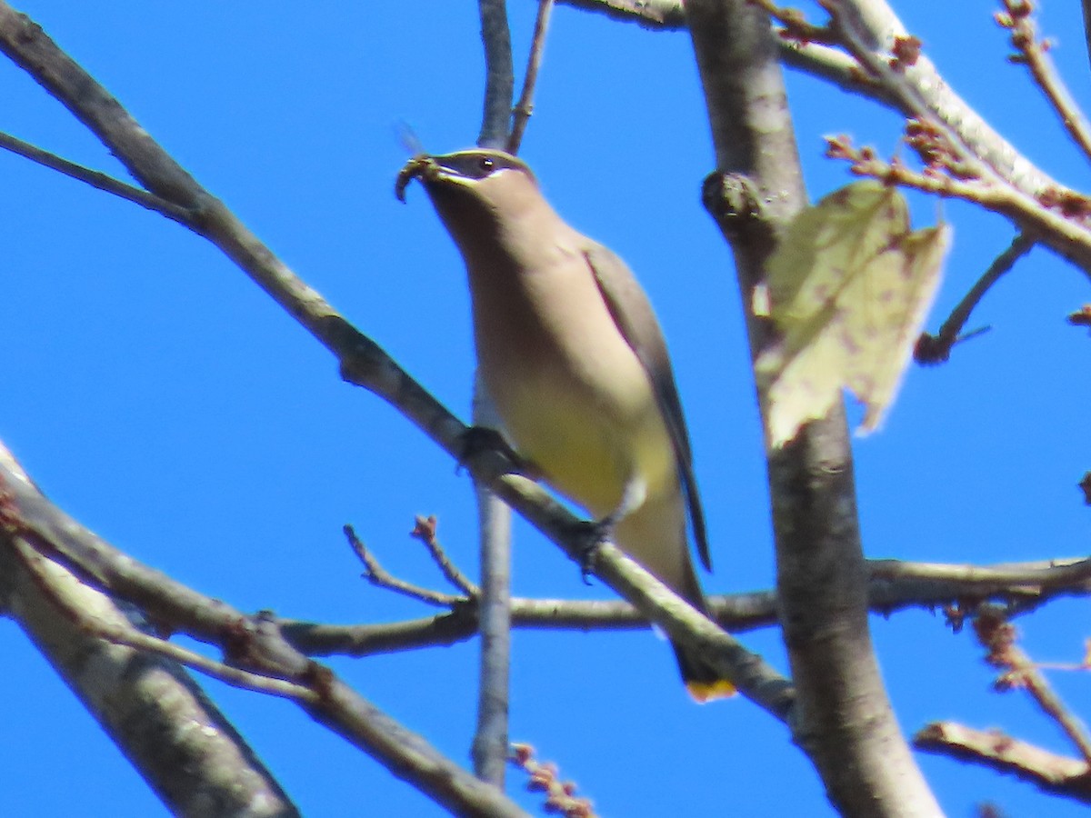 Ampelis Americano - ML644958044