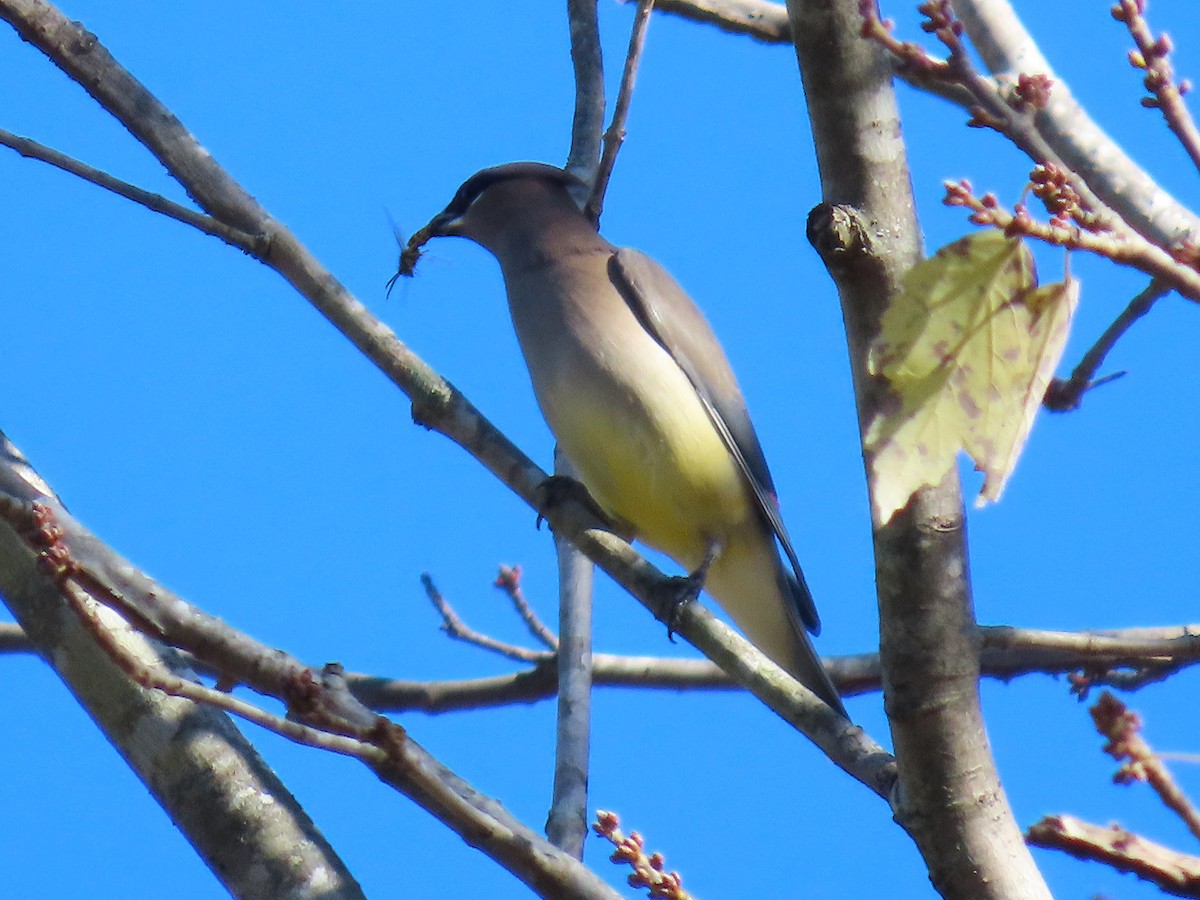 Ampelis Americano - ML644958045