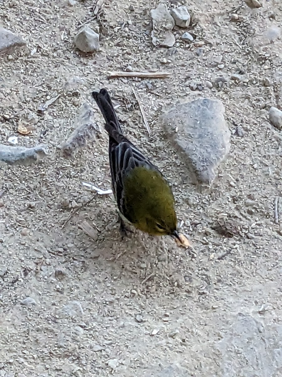 Pine Warbler - ML644958049